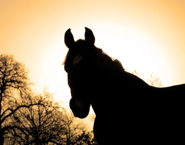 Imagen tonificada sepia de una hermosa silueta de caballo árabe — Foto de Stock