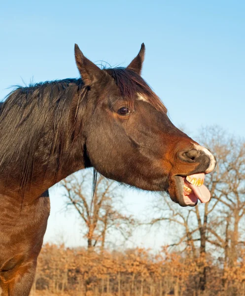Komisches Bild eines dunkelbraunen Pferdes, das seine Zunge herausstreckt — Stockfoto