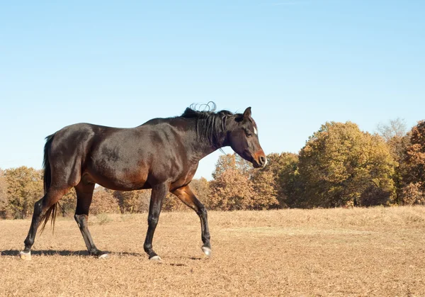 歩いて暗い湾のアラビアの馬 — ストック写真