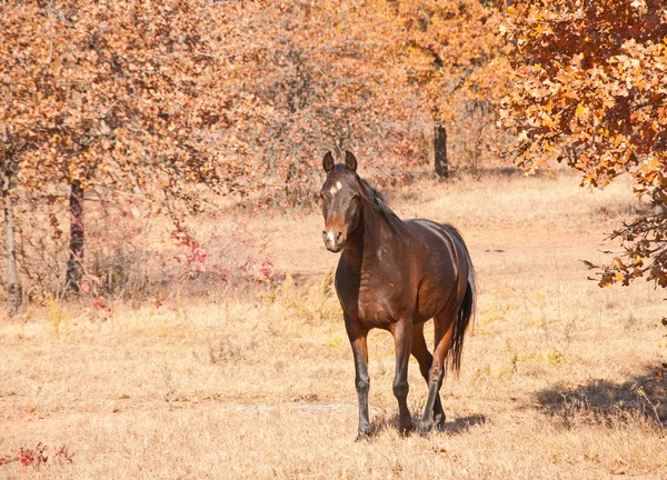 Karanlık defne Arap atı izleyiciye yürüyüş — Stok fotoğraf