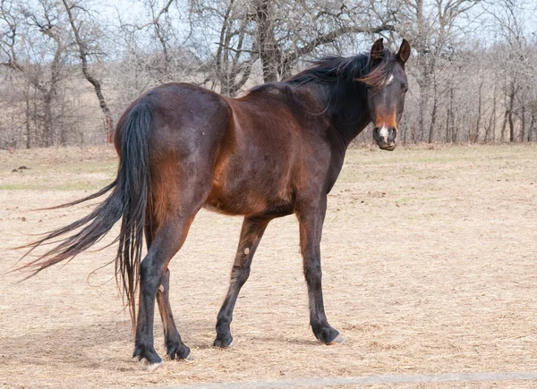Häst med lång vinterkappa tittar på betraktaren — Stockfoto