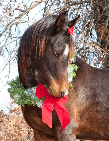 Sehr süßes dunkelbraunes arabisches Pferd mit Weihnachtskranz — Stockfoto