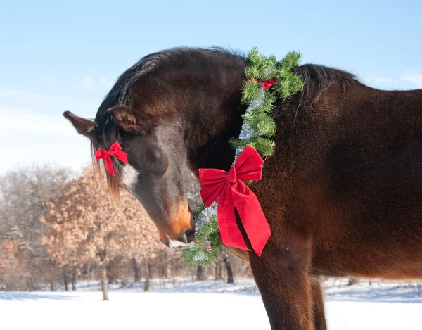 Belo cavalo escuro baía vestindo uma coroa de Natal — Fotografia de Stock