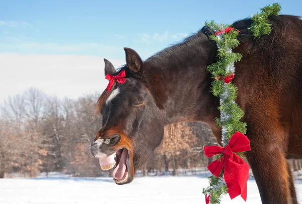 Komisk bild av en mörk bay häst gäspningar — Stockfoto
