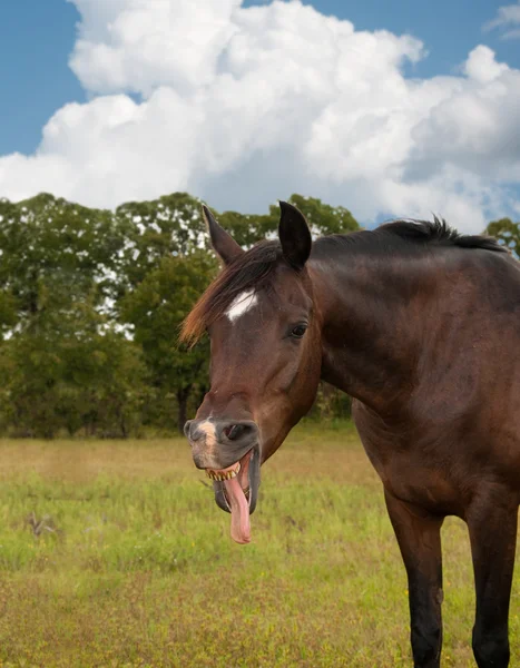 Komiczny wizerunek ciemny Zatoka konia ziewanie — Zdjęcie stockowe