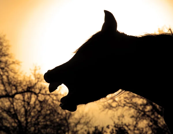 Bocejando cavalo silhueta contra o sol nascente, em tom sépia — Fotografia de Stock
