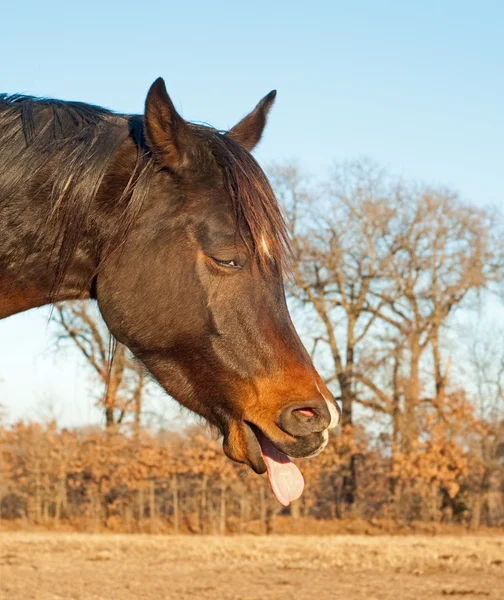 Funny image of a dark bay horse sticking his tongue out — Stock Photo, Image