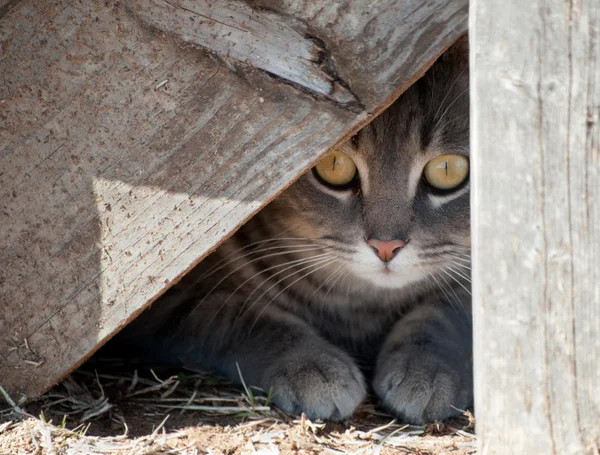 Verbergen een kitty - kat verstopt onder houten trap — Stockfoto