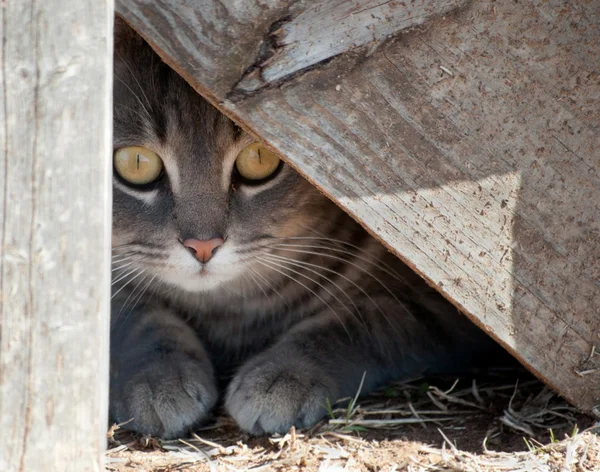Cat hiding under wooden steps — Stock Photo, Image