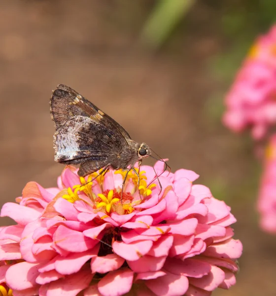 Schmetterlingsraupe — Stockfoto