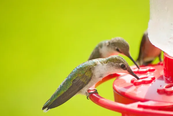 Hummingbirds home for dinner, eating nectar at the feeder — Stock Photo, Image
