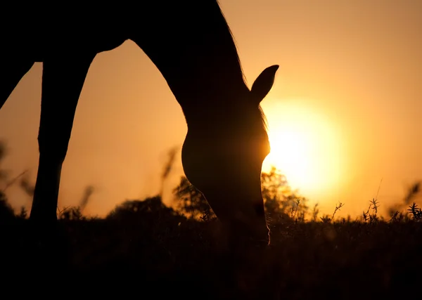 Silhouette of a grazing horse against sunrise — Stock Photo, Image