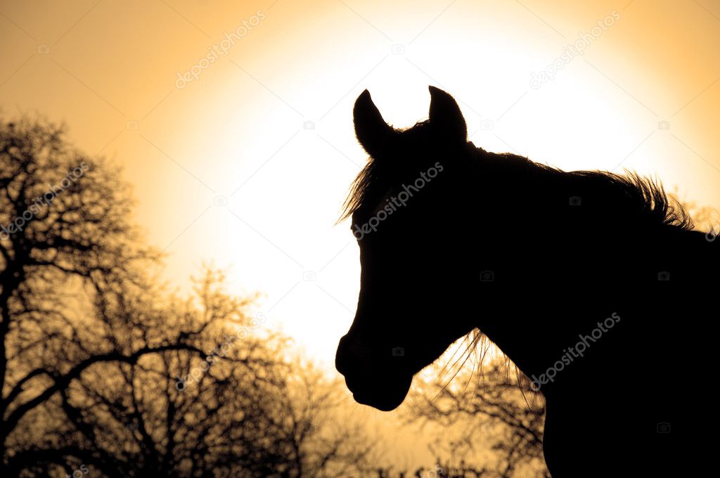 Profile of a beautiful Arabian horse
