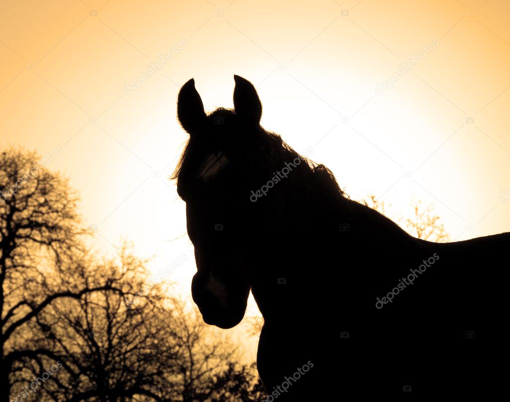 Sepia toned image of a beautiful Arabian horse silhouette