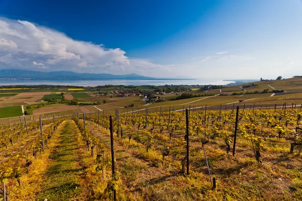 Swiss Vineyard — Stock Photo, Image