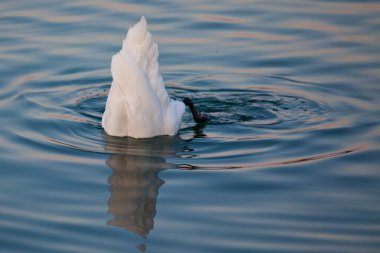 swan Lake geneva, İsviçre Yüzme