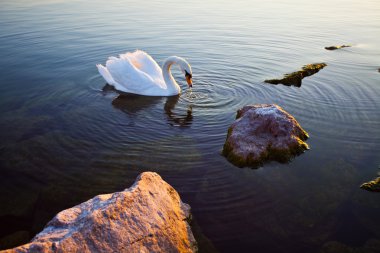 swan Lake geneva, İsviçre Yüzme