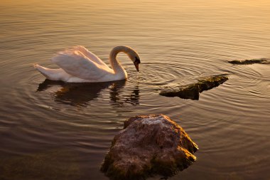 swan Lake geneva, İsviçre Yüzme