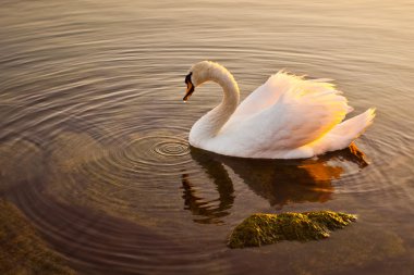 swan Lake geneva, İsviçre Yüzme