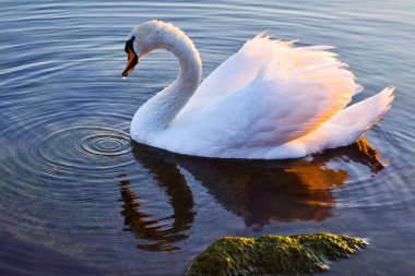 swan Lake geneva, İsviçre Yüzme