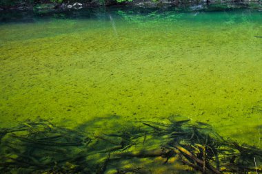 Orman yansıma bir river'ın yüzeyi