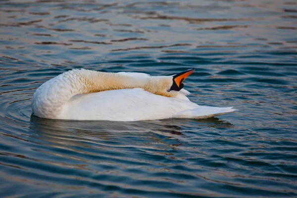 Cisne nadando en el lago de Ginebra, Suiza —  Fotos de Stock