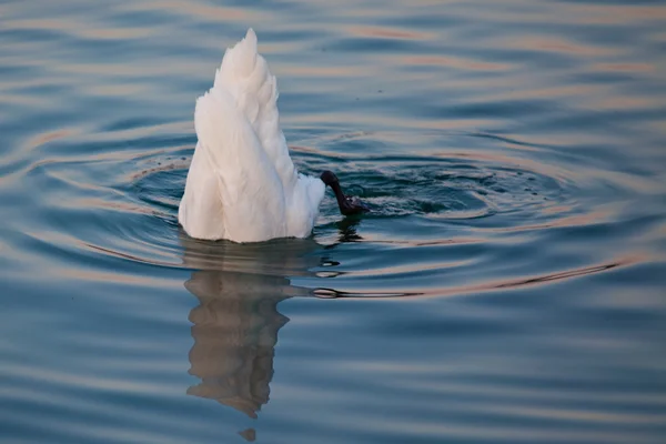游泳在瑞士日内瓦湖中的天鹅 — 图库照片