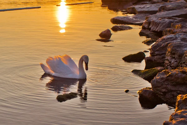 Swan swimming in Lake Geneva, Switzerland — Stock Photo, Image