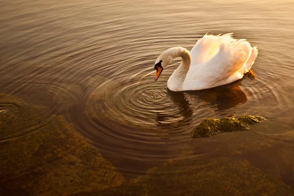 Swan swimming in Lake Geneva, Switzerland — Stock Photo, Image