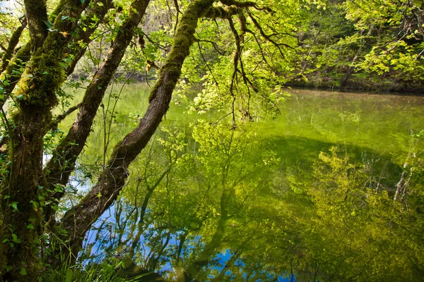Spiegelung des Waldes in der Oberfläche eines Flusses — Stockfoto