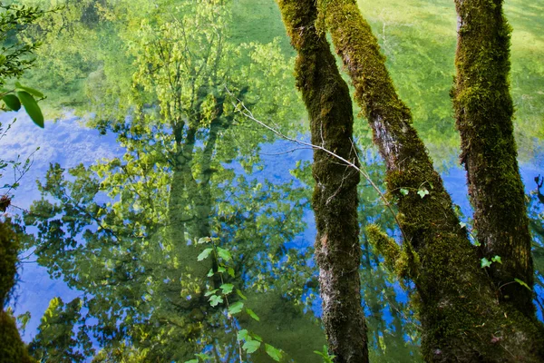 Odraz Lesní řeky povrchu — Stock fotografie