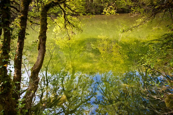 Skovrefleksion i en flods overflade - Stock-foto