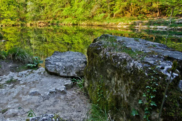 stock image Forest reflection in a river's surface