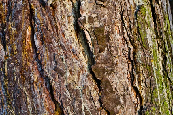 Ağaç kabuğu — Stok fotoğraf