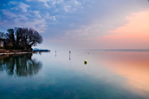 Árbol junto al lago Geneva — Foto de Stock