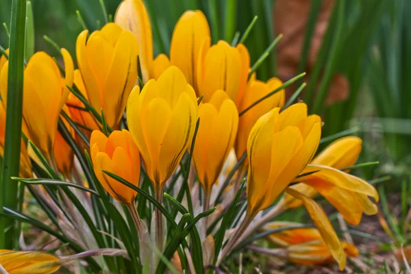 stock image Early Bloomer