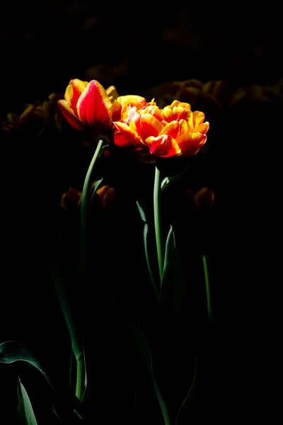 Tulipanes bajo la luz del sol — Foto de Stock