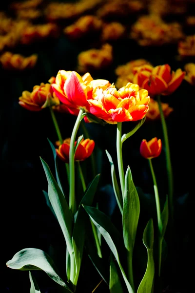 Tulipanes bajo la luz del sol — Foto de Stock