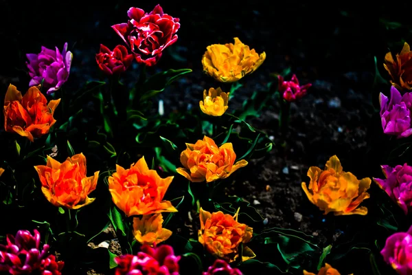 Tulips Under Sunlight — Stock Photo, Image