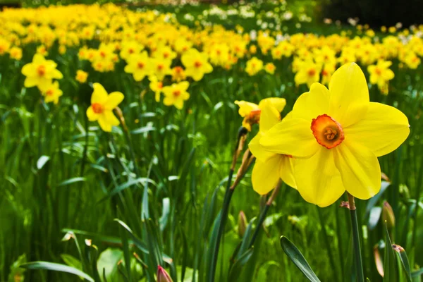 Field of Yellow Daffodils And Red Tulip — Stock Photo, Image