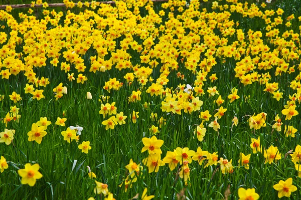 Field of Yellow Daffodils — Stock Photo, Image