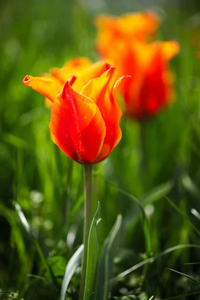 Dzikie tulipany — Zdjęcie stockowe