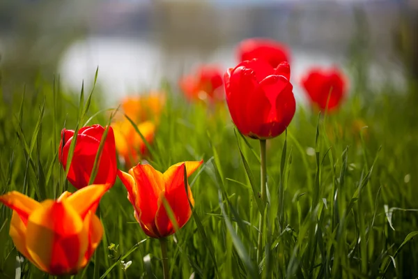 Tulipanes salvajes — Foto de Stock