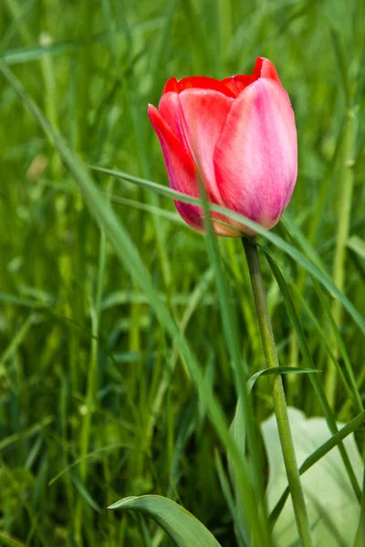 Wilde Tulpen — Stockfoto