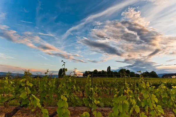 Winnica i chmury — Zdjęcie stockowe