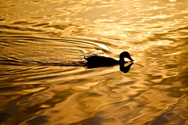 Ducks in the sunlight — Stock Photo, Image