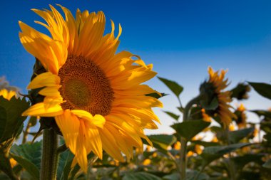 Sunflower and Sunrise