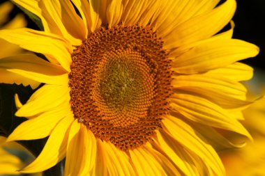 Sunflower and Sunrise