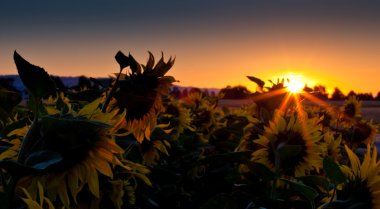 Sunflower and Sunrise