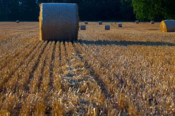 小麦秸秆大包 — 图库照片